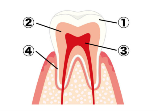 歯的構造